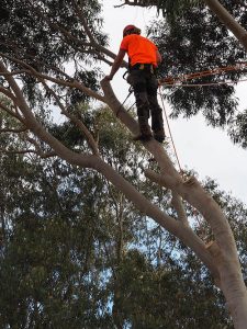 Central Tree & Stump Removal