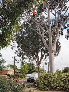 Central Tree & Stump expert Team At Work