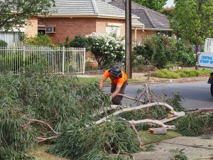 Cleaning Up after tree surgery Central Tree & Stump