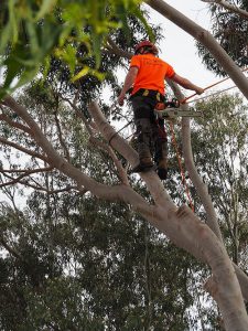 Check Safety Ropes - Central Tree & Stump