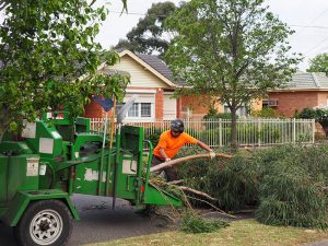 Mulching small branches and leaves Central Tree Removal