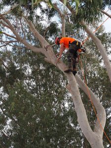 Tree trunkled roped for decent before cutting