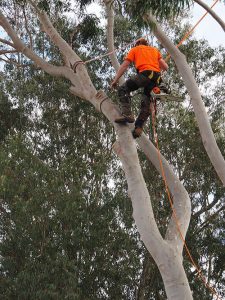 Tree Safety Harness - Vital WH&S