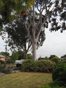 Tree Trimming Central Tree & Stump Removal