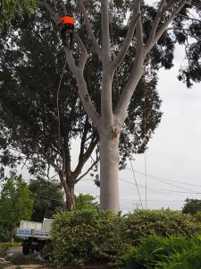 ropes & harness for safe tree climbing central tree and stump