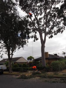 Safely Lowering Branches Central Tree & stump Removal